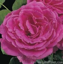 'MoonBerry' rose, click to enlarge 'MoonBerry' rose photo