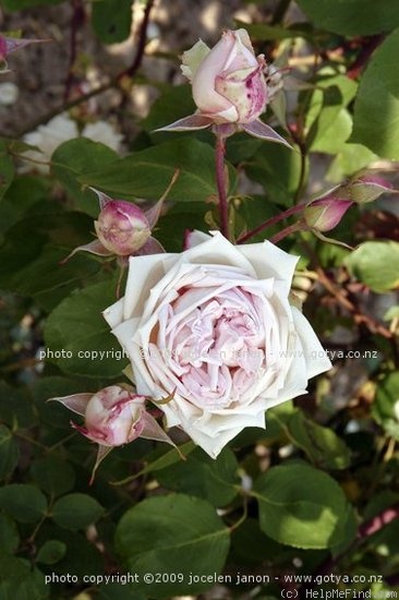 'La Favorite (hybrid tea, Vve. Schwartz, 1899)' rose photo