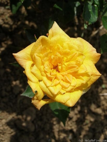 'Ferka' rose photo