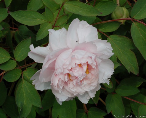 'Comtesse de Tuder' peony photo