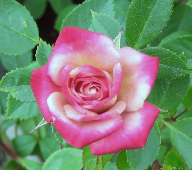 'Caramel Kisses ™' rose photo