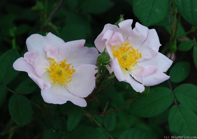 '<i>Rosa richardii</i> Rehder' rose photo