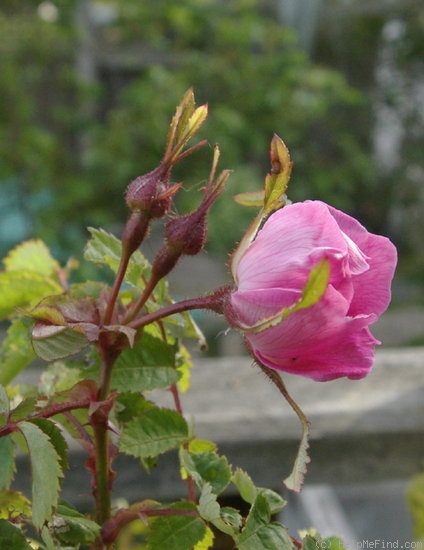 '<i>Rosa bella</i> f. <i>pallens</i> Rehder & Wilson synonym' rose photo