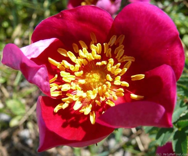 'Single Red (spinosissima)' rose photo