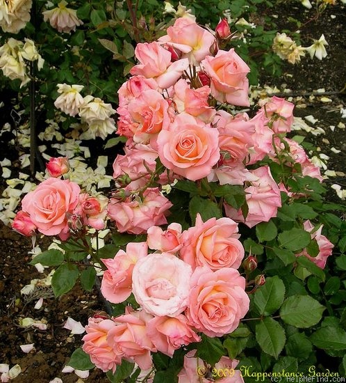 'Bill Warriner ™' rose photo