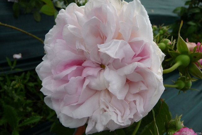 'Juno (centifolia, Bell before 1820)' rose photo