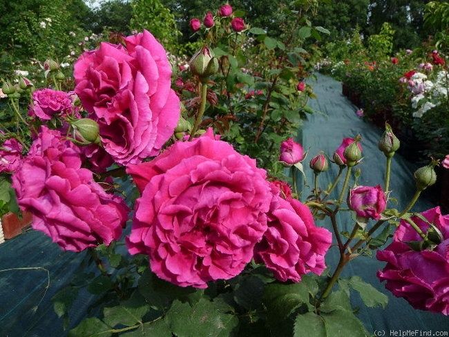 'George Dickson' rose photo