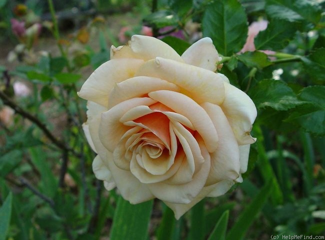 'Cheshire (hybrid tea, Fryer, 1999)' rose photo