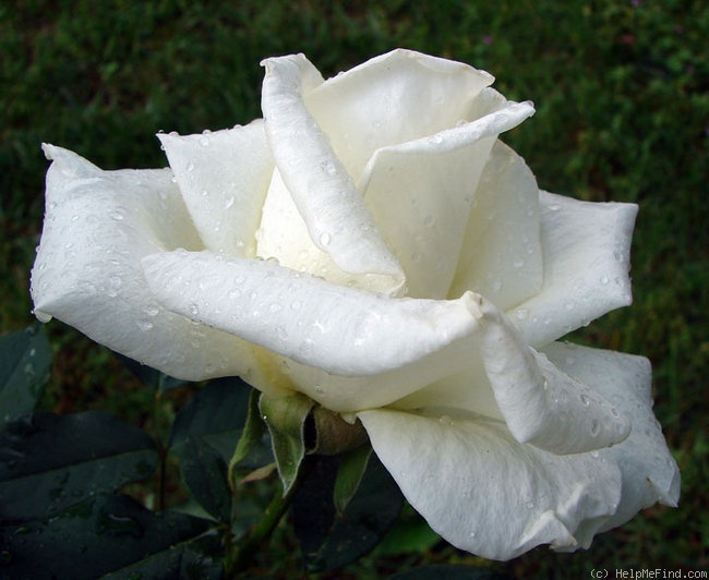 'Honor' rose photo