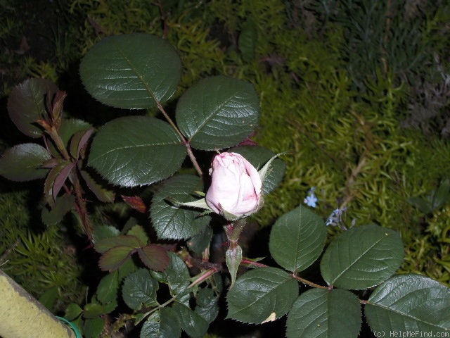 'Constance Spry' rose photo