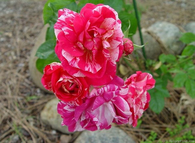 'Perfume Tiger' rose photo