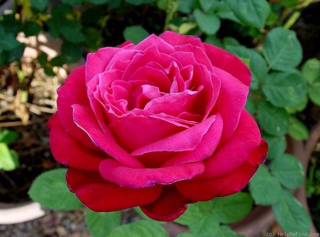 'Reunion' rose photo