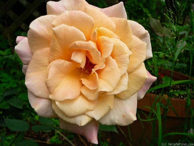 'Jema' rose photo