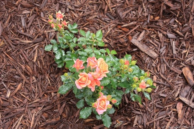 'Disneyland Rose ®' rose photo