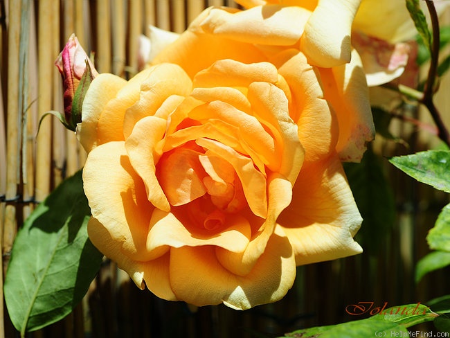 'Crépuscule (Tea Noisette, Dubreuil 1904)' rose photo