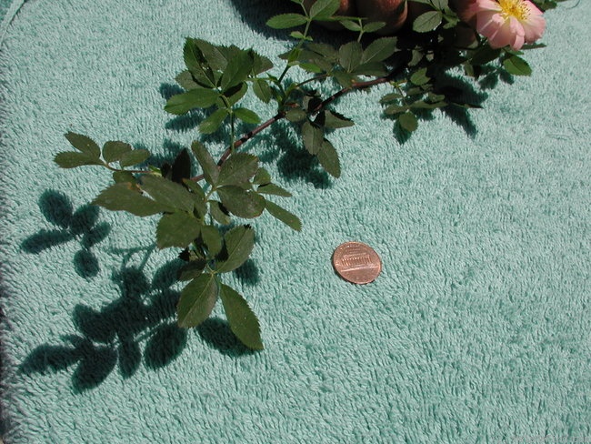 '1-72-1DLFED1' rose photo