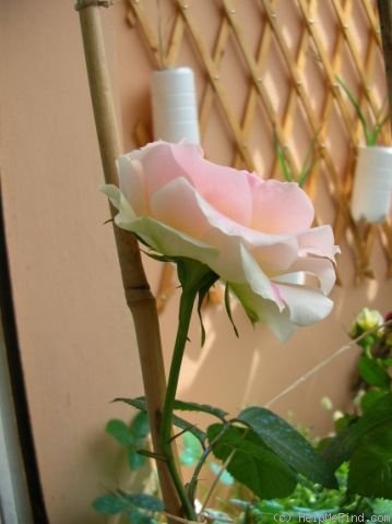 'César ® (climber, Meilland, 1993)' rose photo