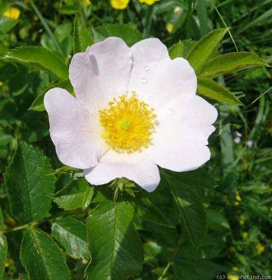 'R. tomentella' rose photo