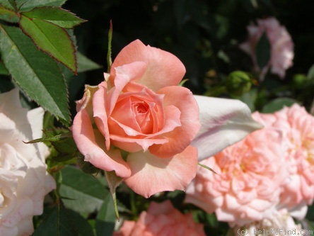 'Rennie's Pink' rose photo