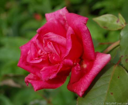 'Papa Gontier, Cl.' rose photo