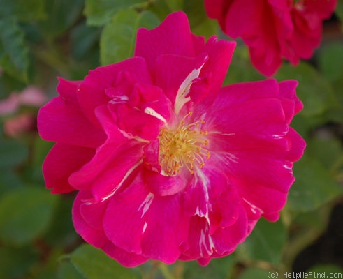 'Nur Mahál' rose photo