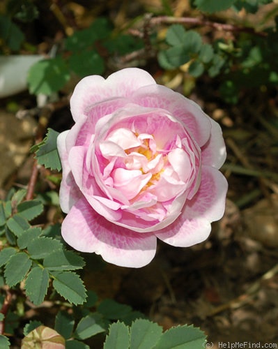 'Dominie Sampson' rose, click to enlarge 'Dominie Sampson' rose photo