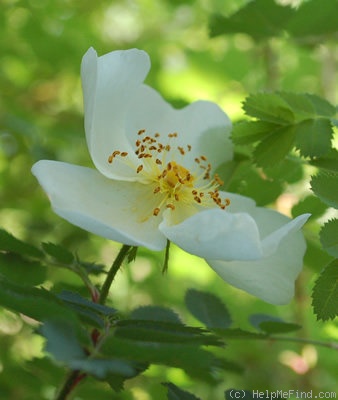 '<i>Rosa spinosissima</i>' rose photo