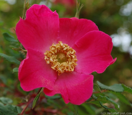 'Highdownensis' rose photo