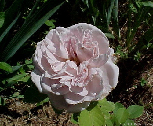 'Ash Wednesday' rose photo