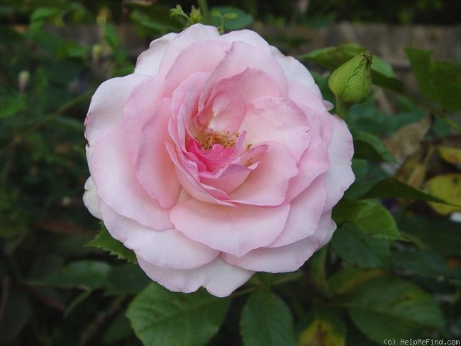 'Bridal Shower ™ (floribunda, Zary, 1998)' rose photo
