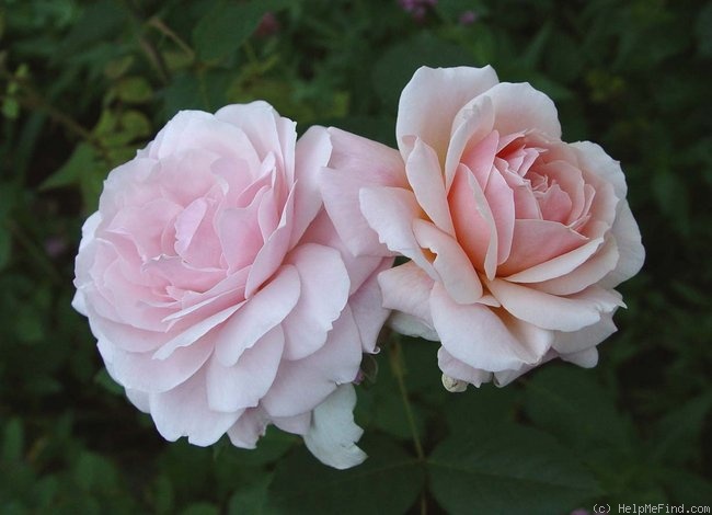 'Johann Strauss ®' rose photo