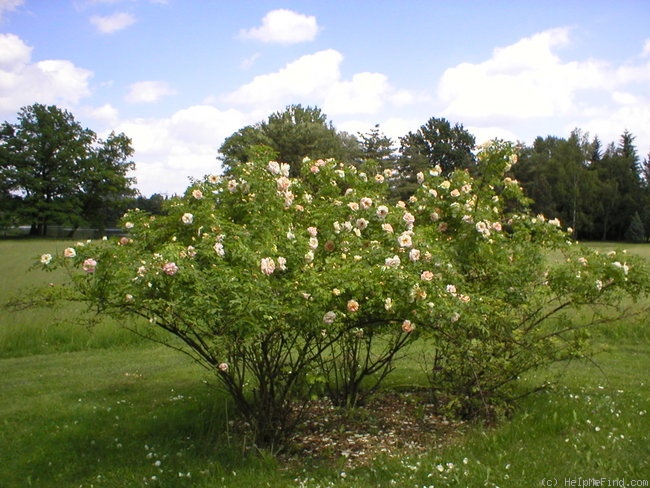 'Frühlingsduft (Hybrid Spinossima, Kordes, 1949)' rose photo