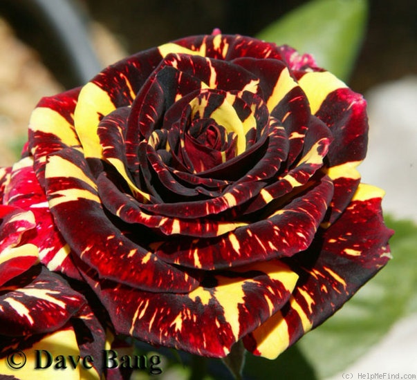 'Abracadabra (floribunda, Kordes, 2001)' rose photo