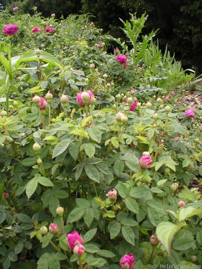'Centifolia Parvifolia' rose photo