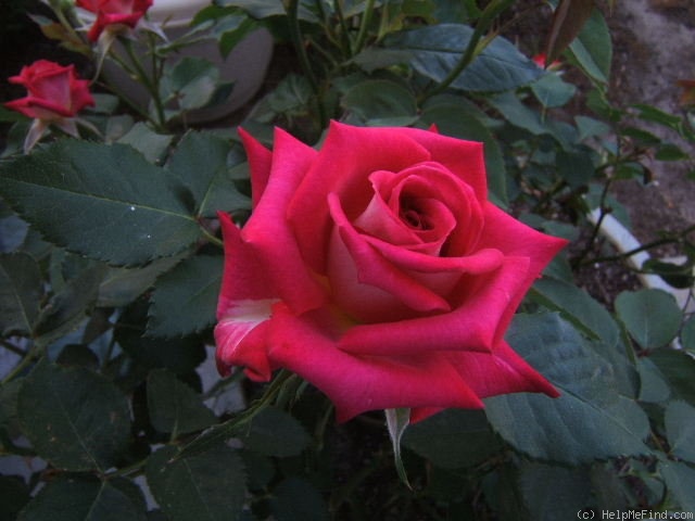 'Edisto' rose photo