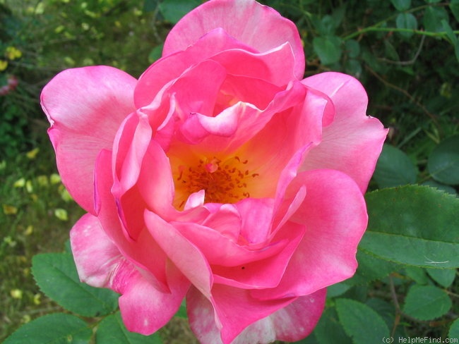 '11D-01' rose photo