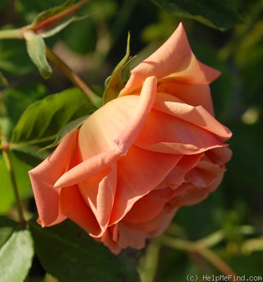 'Aurora (climber, Kordes, 1956)' rose photo