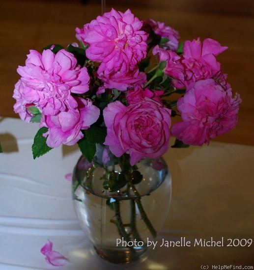 'Ispahan (damask, Unknown, before 1827)' rose photo