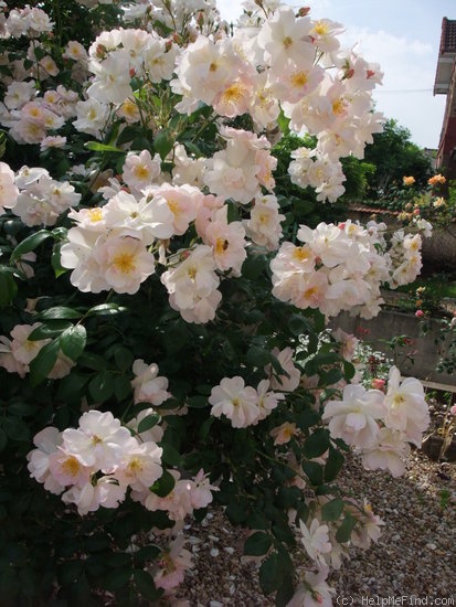 'Sourire d'Orchidée' rose photo