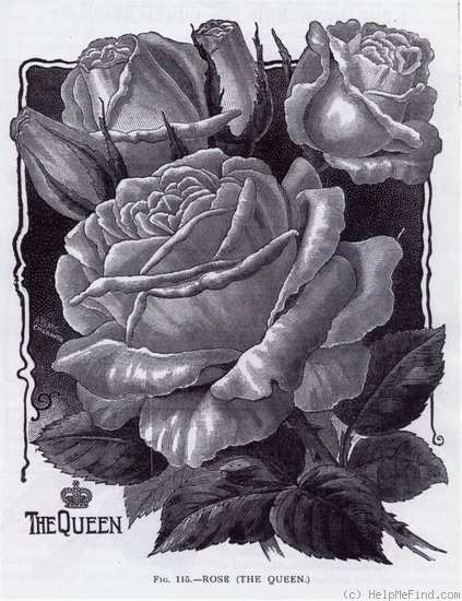 'The Queen (Tea, Dingee & Conard, 1889)' rose photo