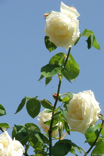 'Paul's Lemon Pillar' rose photo
