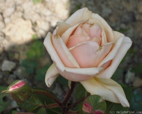 'Adam' rose photo