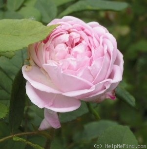 'Princess of Wales (Hybrid Perpetual, Laxton, 1871)' rose photo