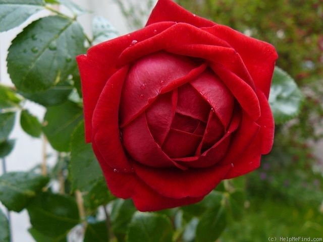 'Cherry breeze' rose photo
