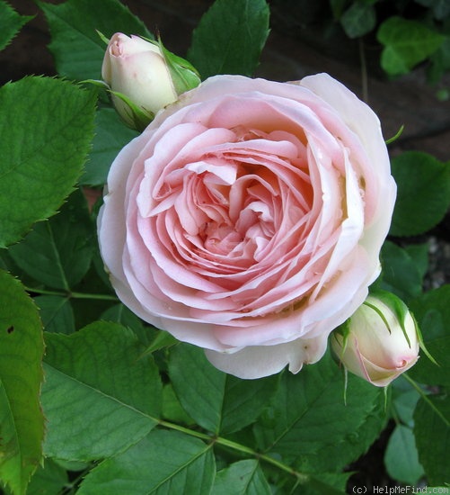 'Pastella ® (floribunda, Evers/Tantau, 1998)' rose photo