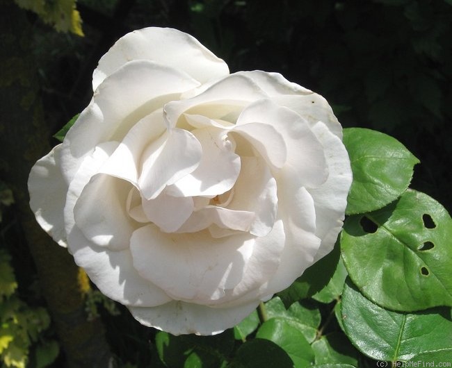 'Bianca (hybrid tea, Kuhn, 1987)' rose photo