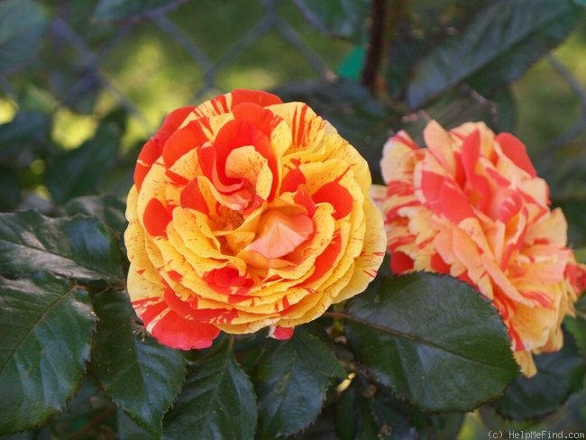 'Oranges 'n' Lemons ™' rose photo