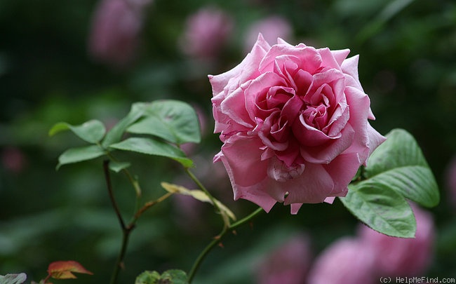 'Duchess of Albany' rose photo