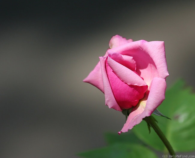 'Duchess of Albany' rose photo