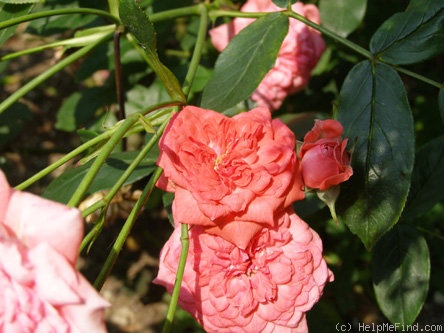 'Cricri ® (miniature, Meilland, 1958)' rose photo
